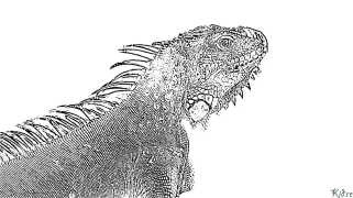 iguana Páxinas Para Colorear Imprimibles